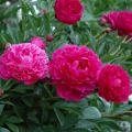 芍药2013